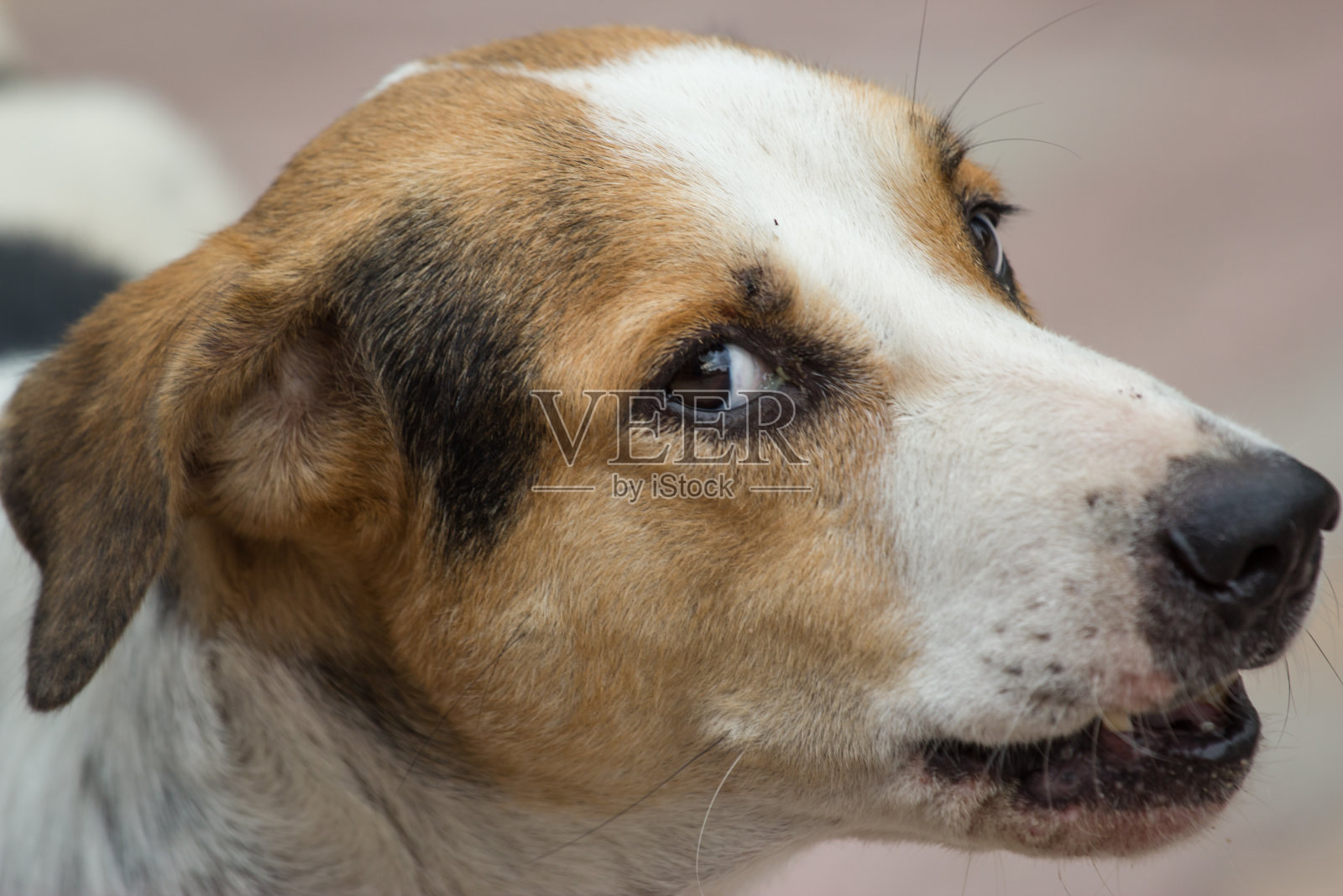 泰国狗照片摄影图片