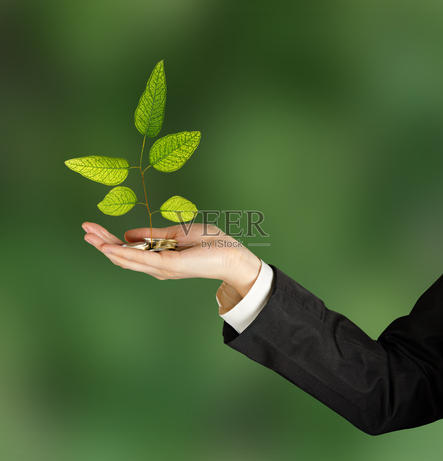 桉树分支照片摄影图片