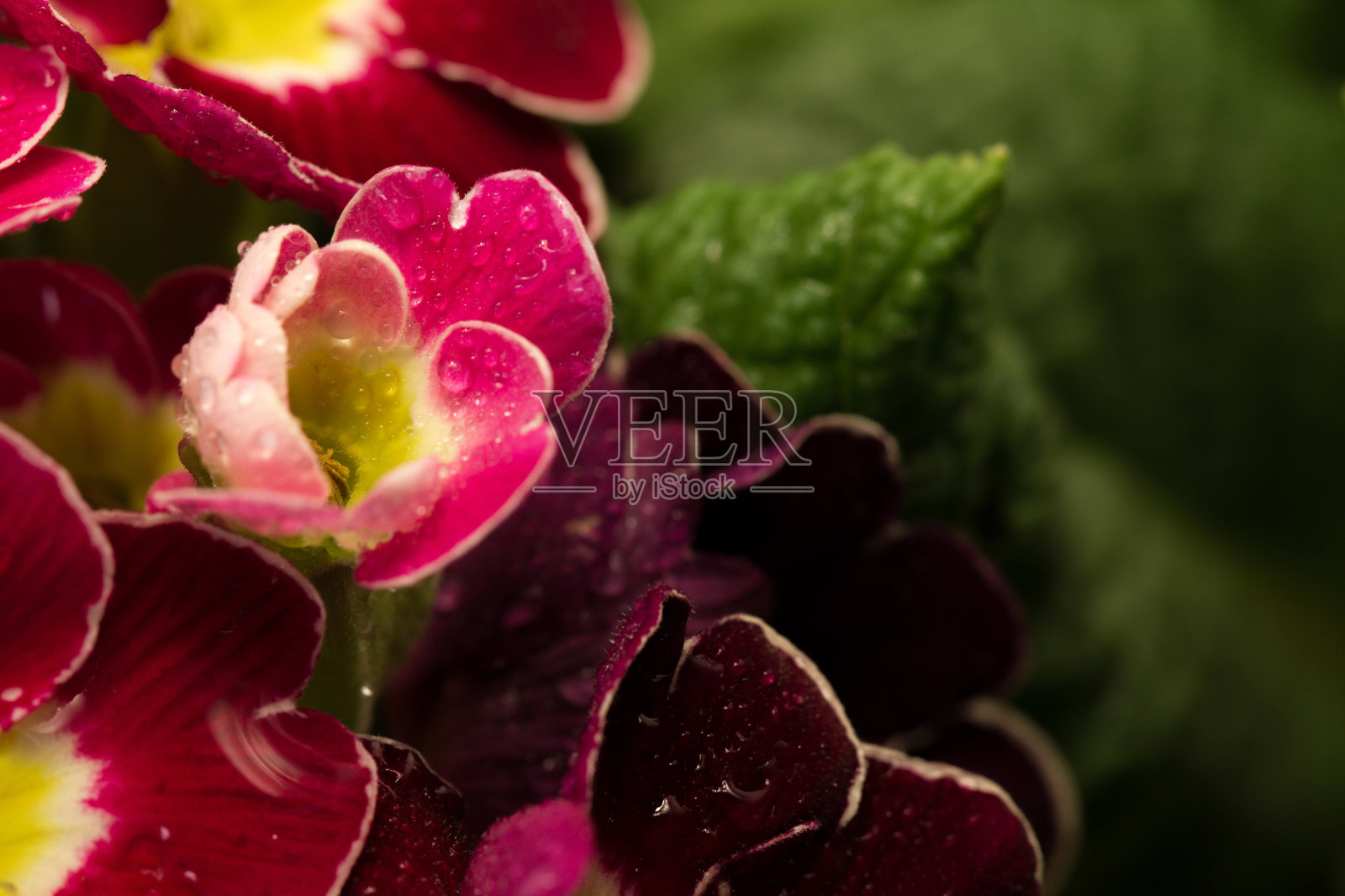 花瓣照片摄影图片