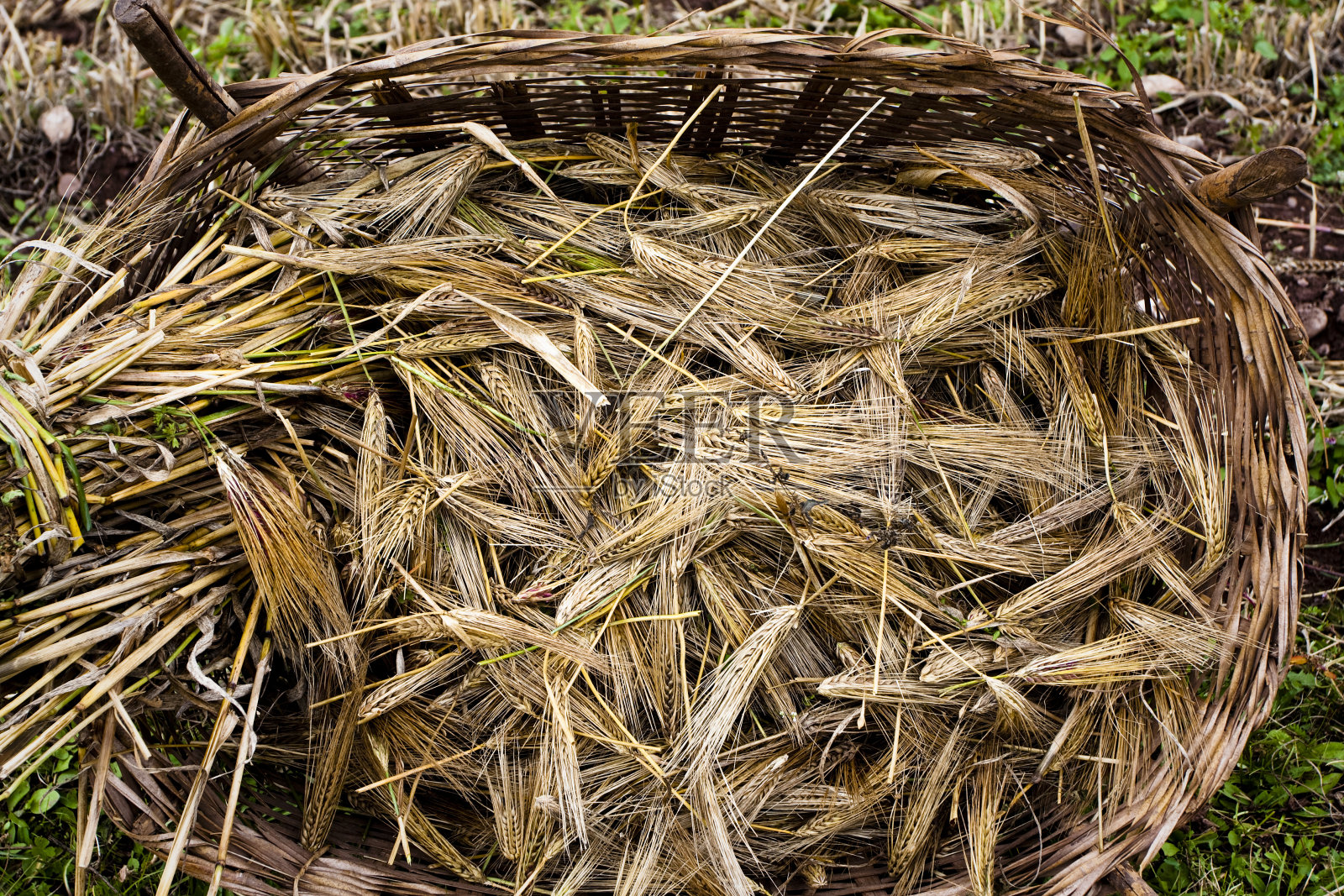 小麦的耳朵。照片摄影图片