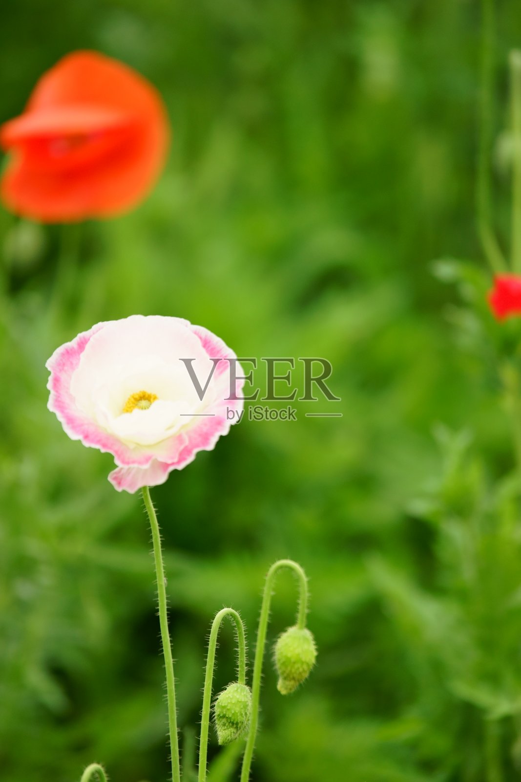 罂粟照片摄影图片