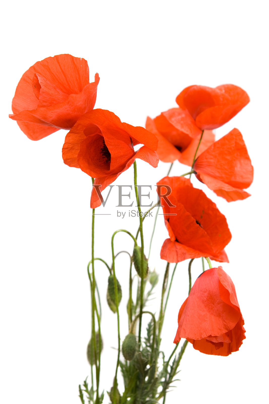 红色罂粟花照片摄影图片