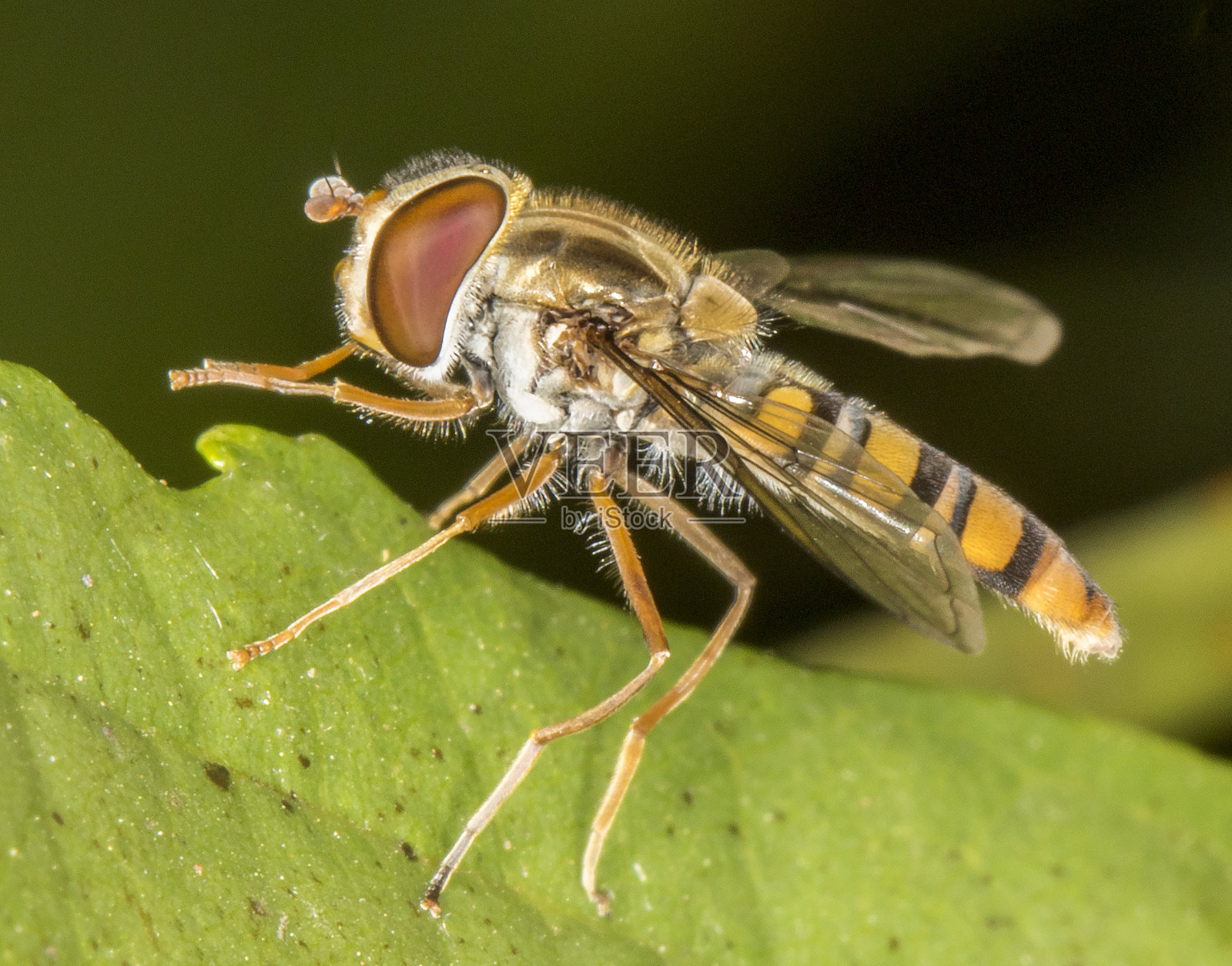 食蚜蝇的微距图片照片摄影图片