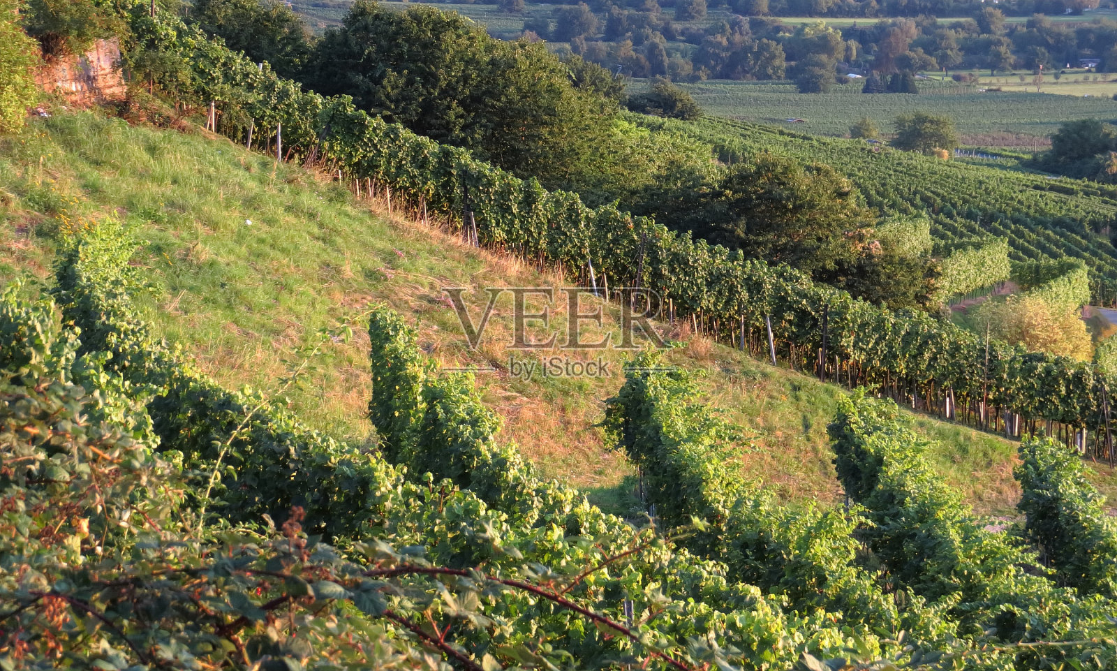 葡萄酒种植/葡萄酒背景照片摄影图片