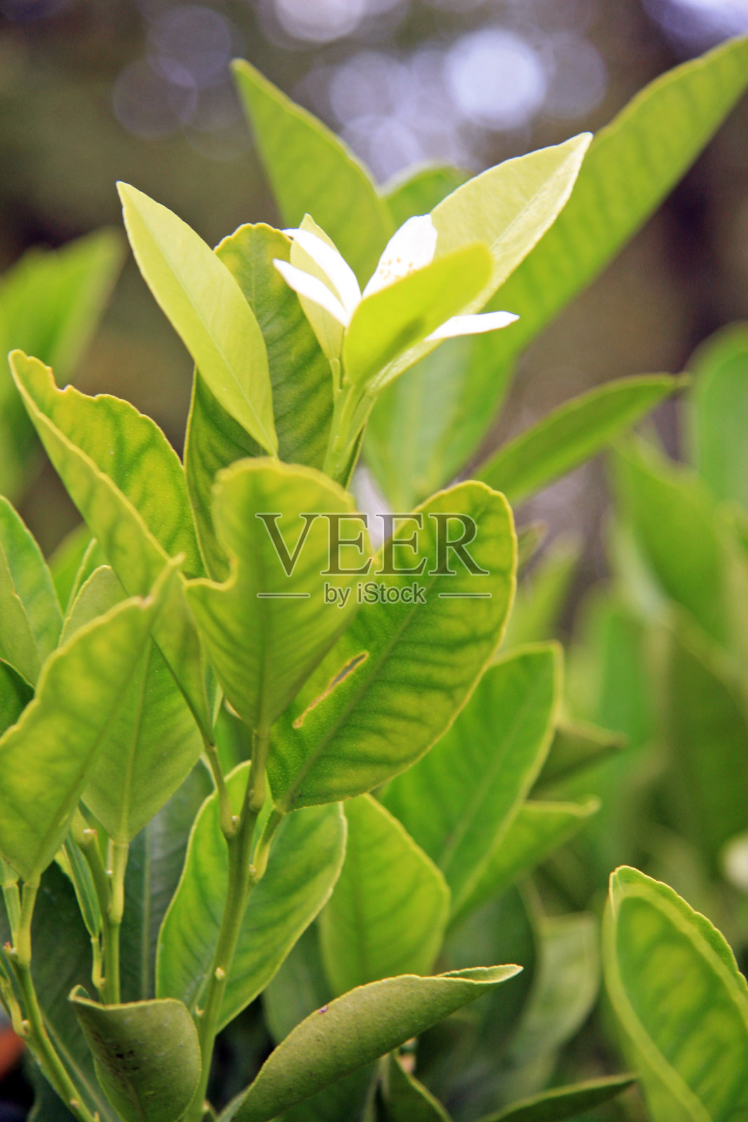 柠檬照片摄影图片