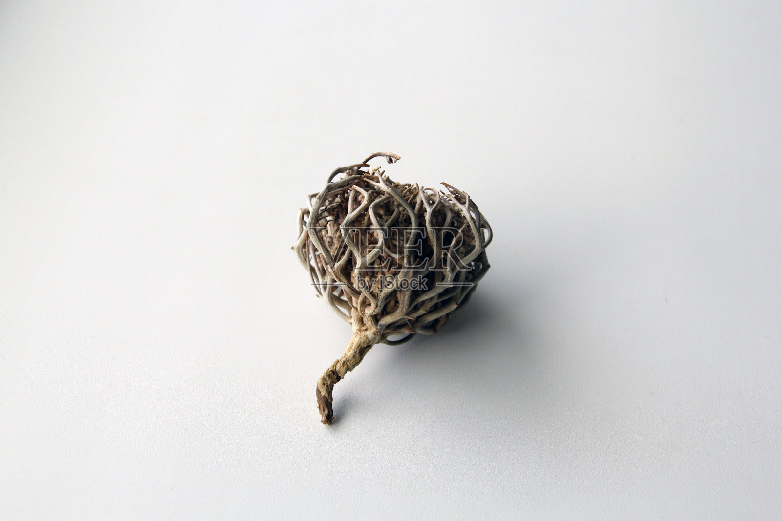 白色背景上的干树叶特写照片摄影图片