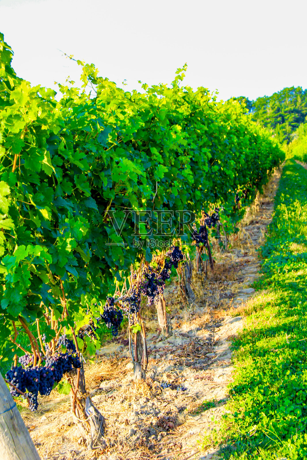 葡萄葡萄园照片摄影图片