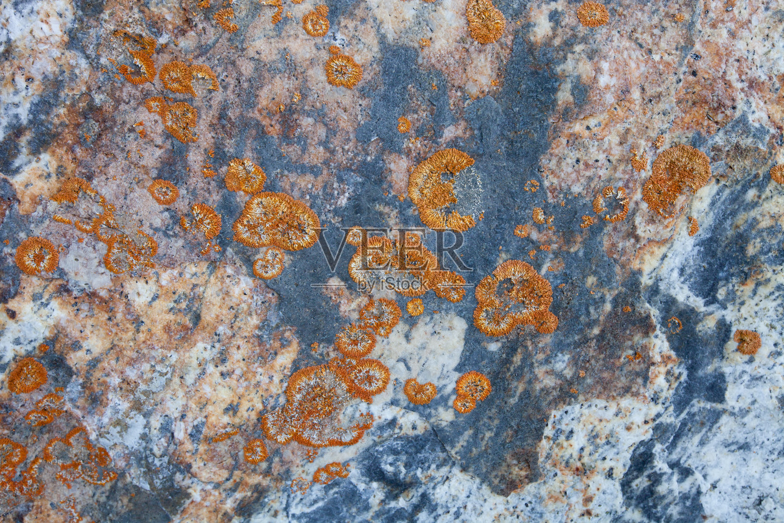 贝加尔湖石头上的苔藓照片摄影图片