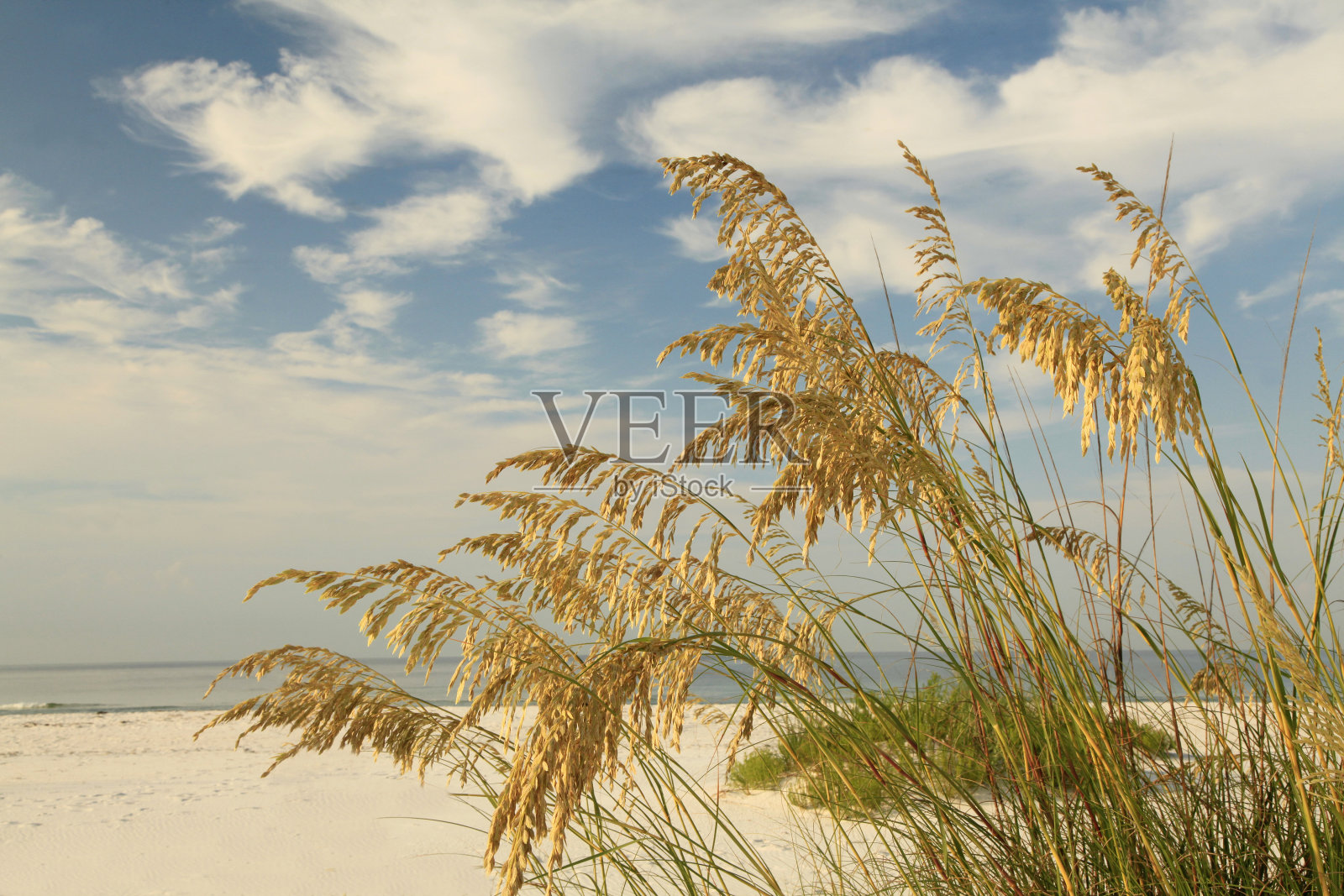在美丽的白色沙滩上的海燕麦的特写照片摄影图片