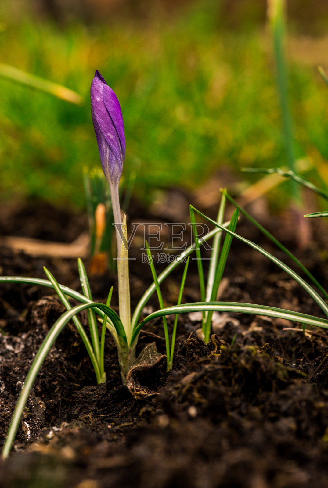 春天的花朵照片摄影图片