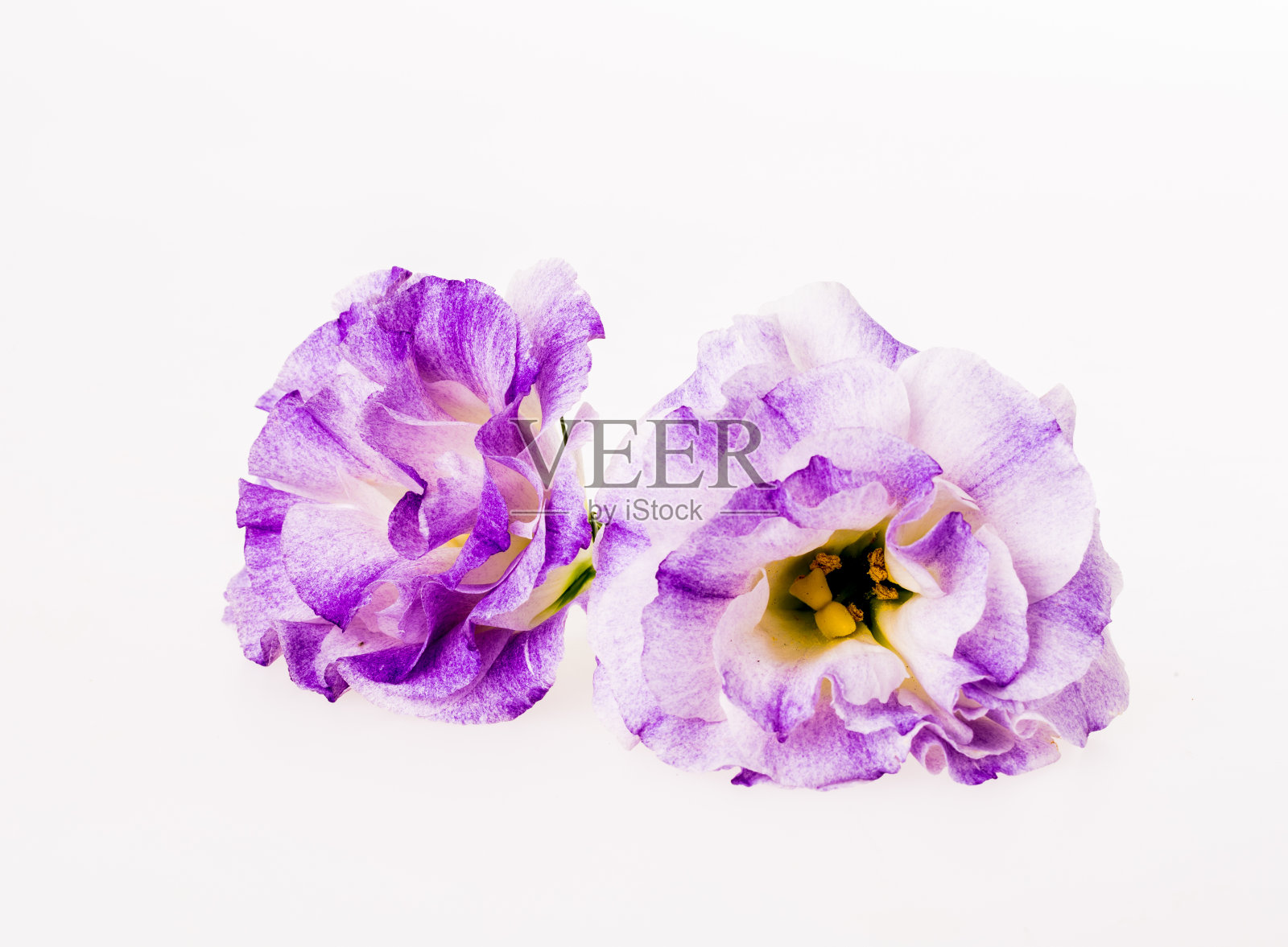 白色背景上的紫色花朵照片摄影图片