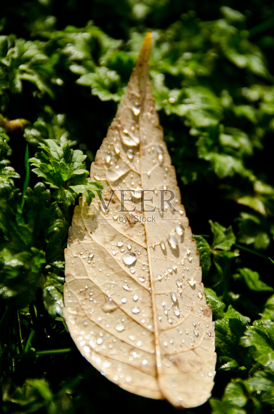 落在雨中的山茱萸叶照片摄影图片