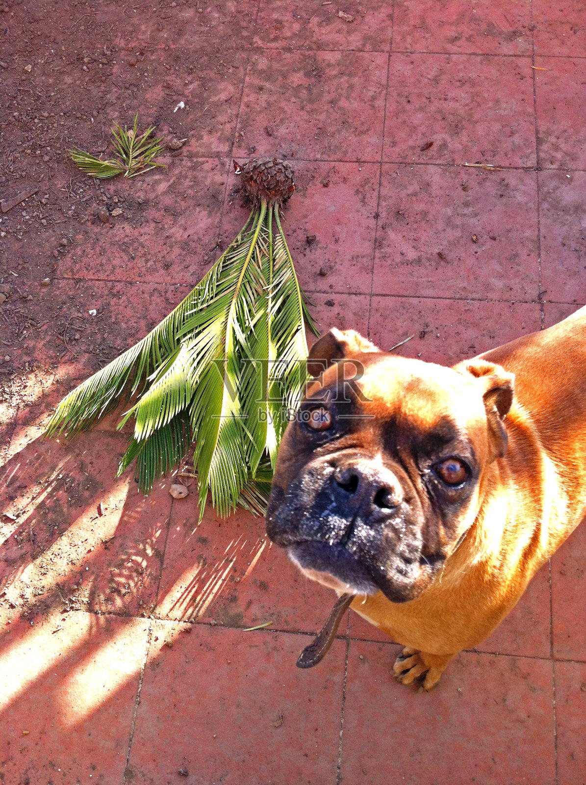 狗狗灾难照片摄影图片