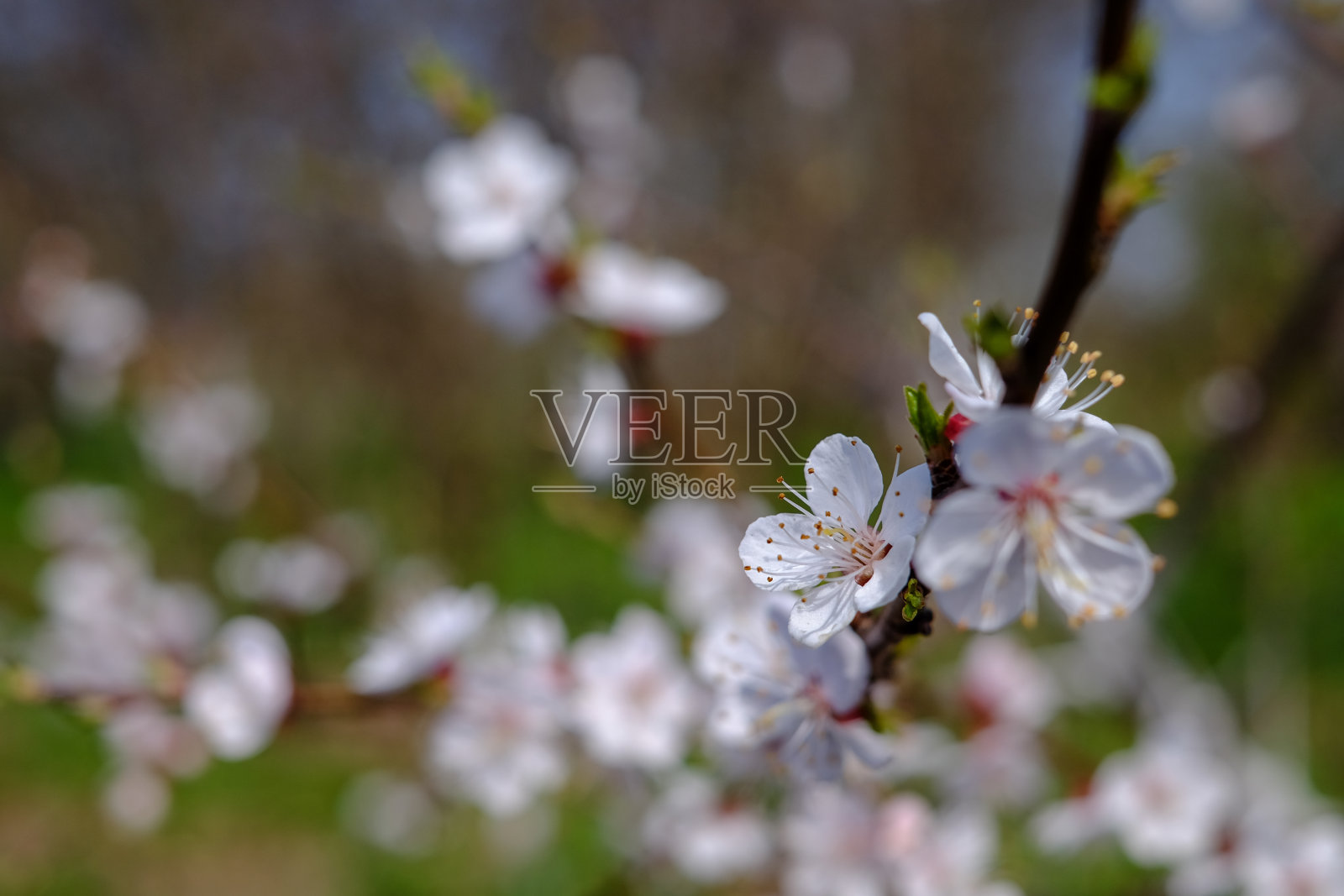 樱花照片摄影图片