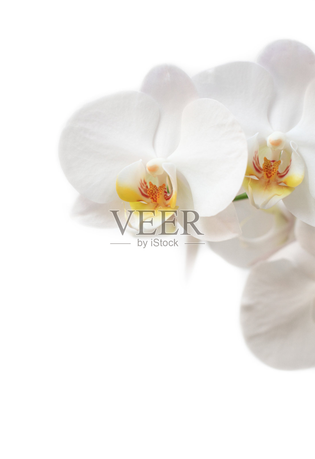 现象花照片摄影图片