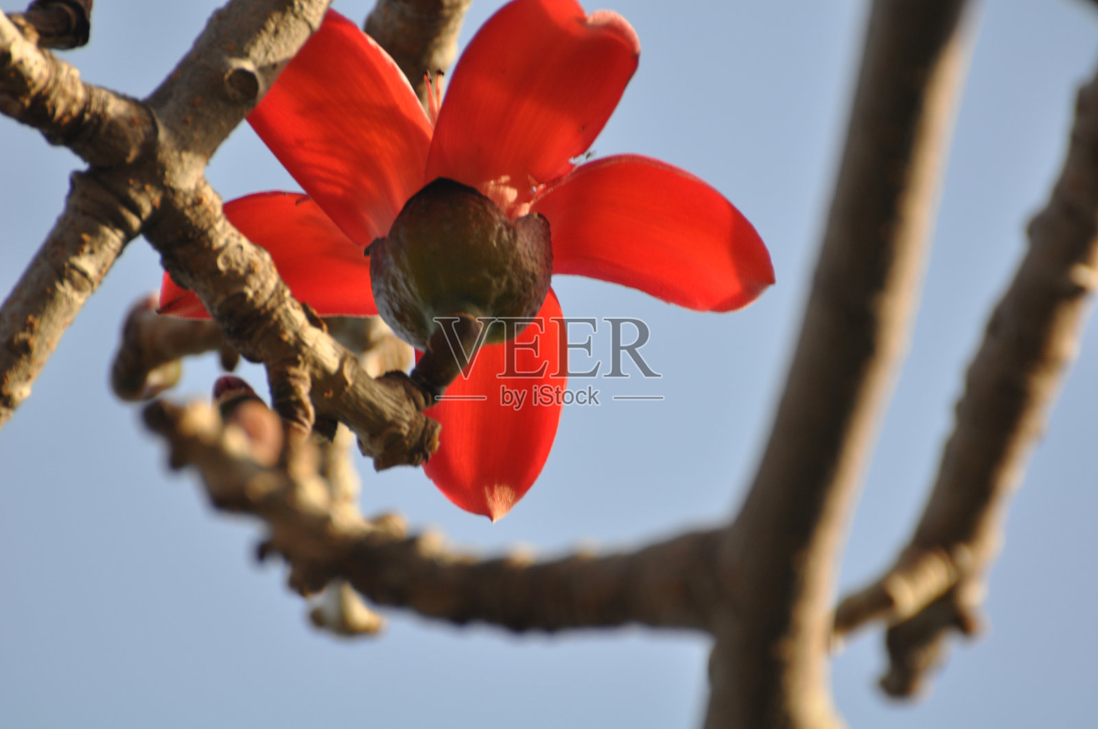 红棉花树照片摄影图片