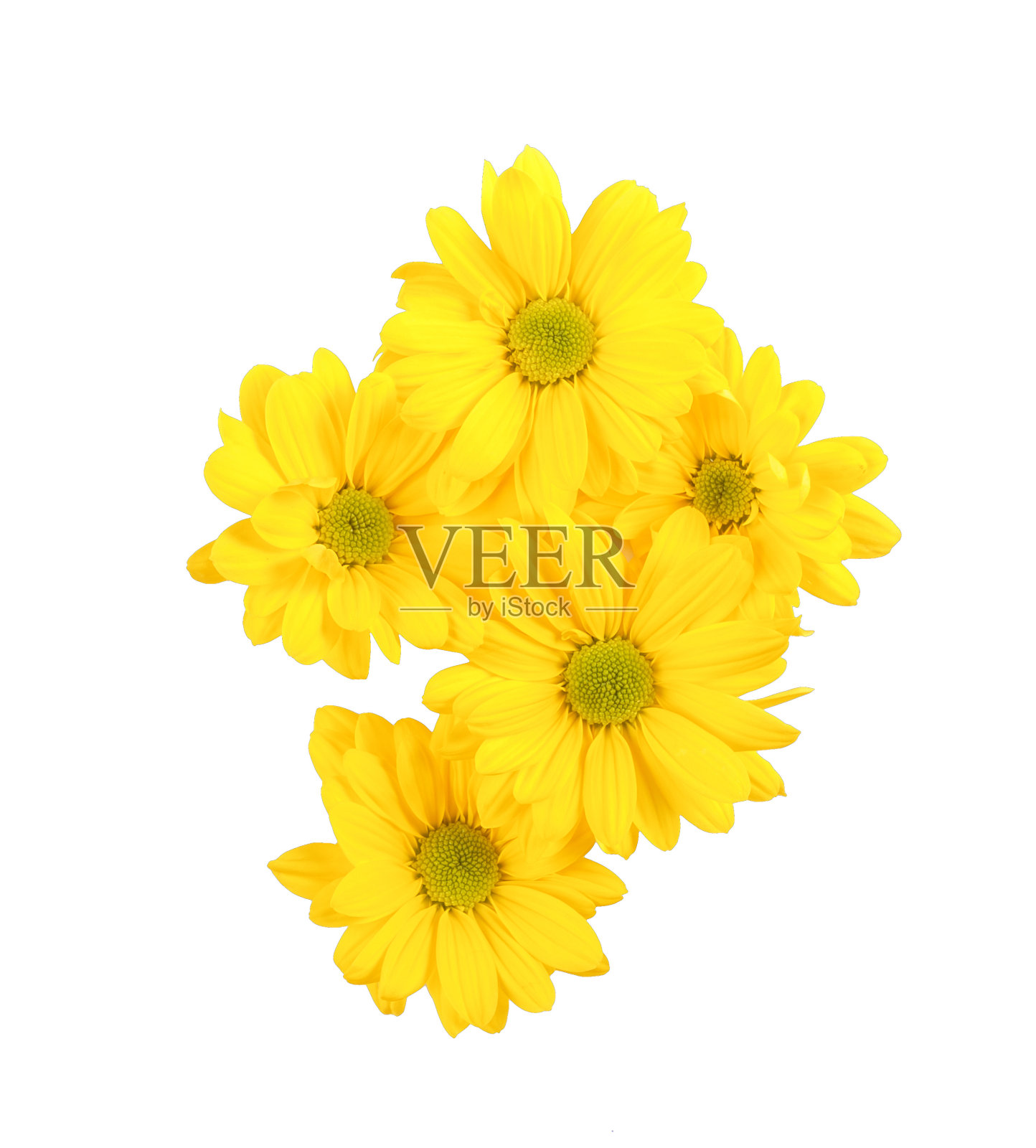 菊花照片摄影图片