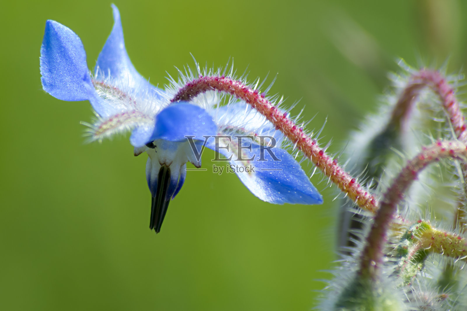 蓝色开花植物特写照片摄影图片