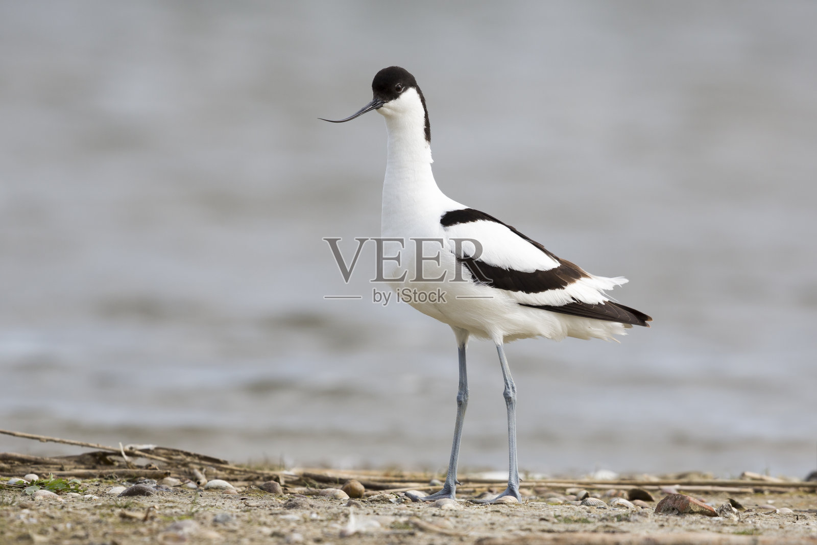 皮德阿沃切特 （雷库维罗斯特拉阿沃塞塔）照片摄影图片
