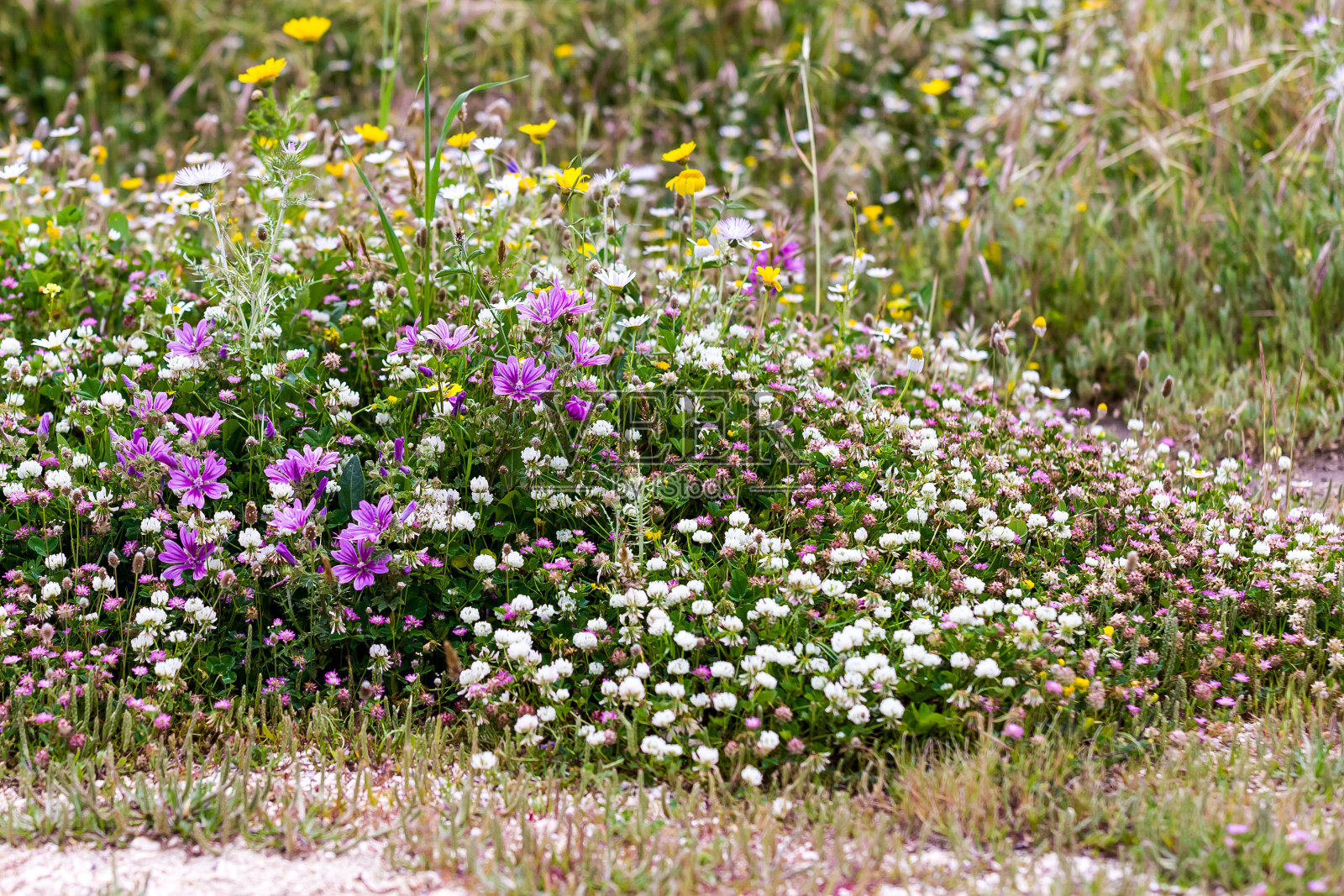 美丽的花照片摄影图片