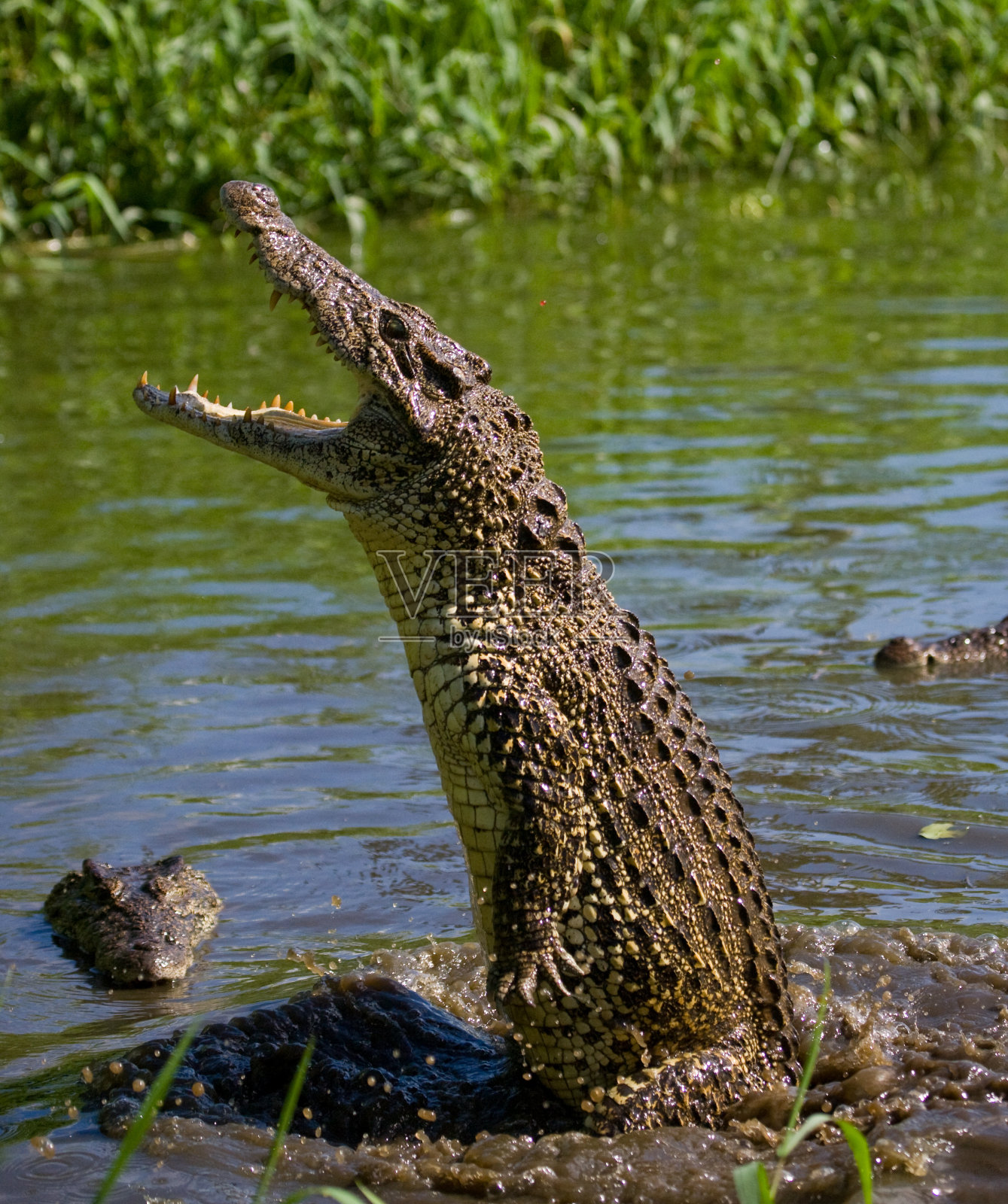 古巴鳄鱼跃出水面照片摄影图片