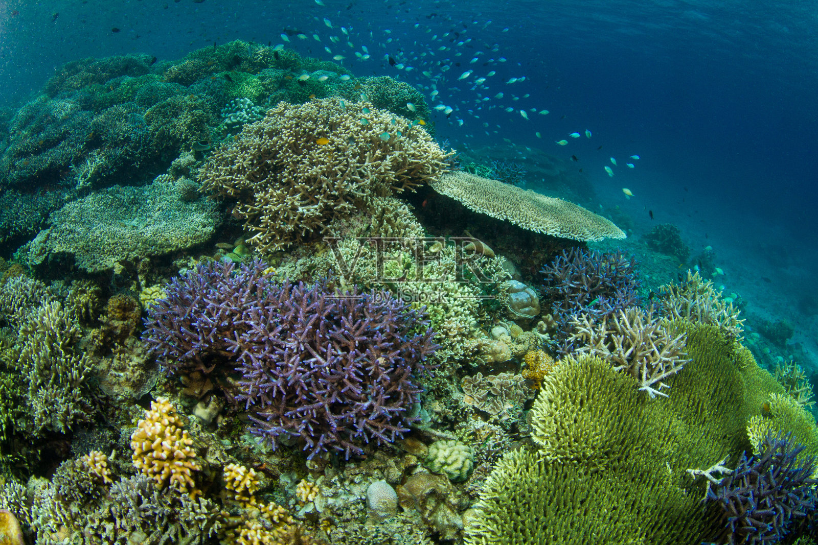 迷人的水下世界照片摄影图片