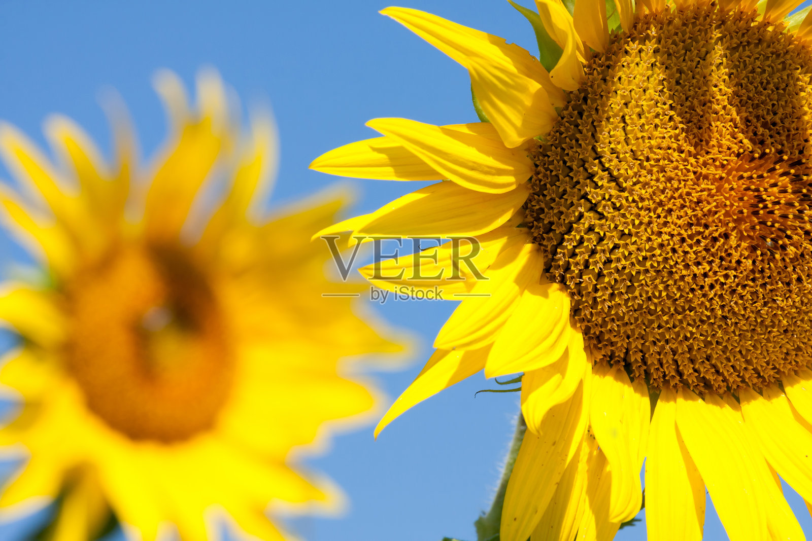 向日葵田照片摄影图片