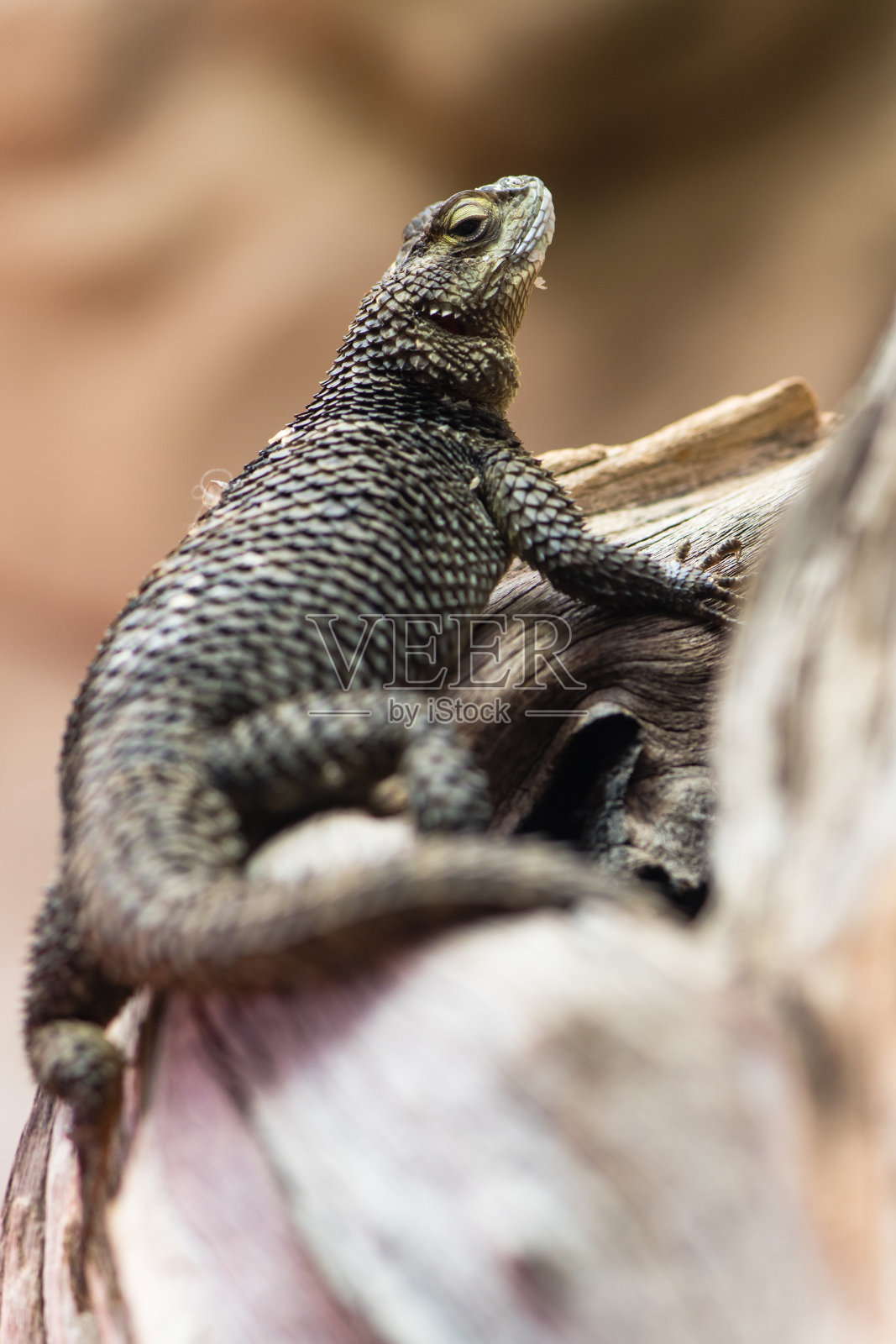 蓝刺蜥（Sceloporus serrifer cyanogenys）照片摄影图片