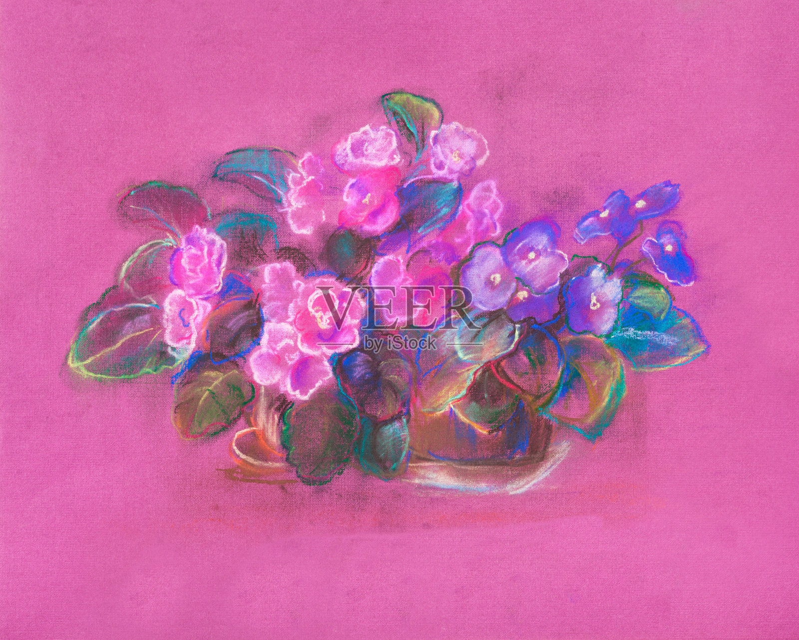 紫罗兰插画图片素材