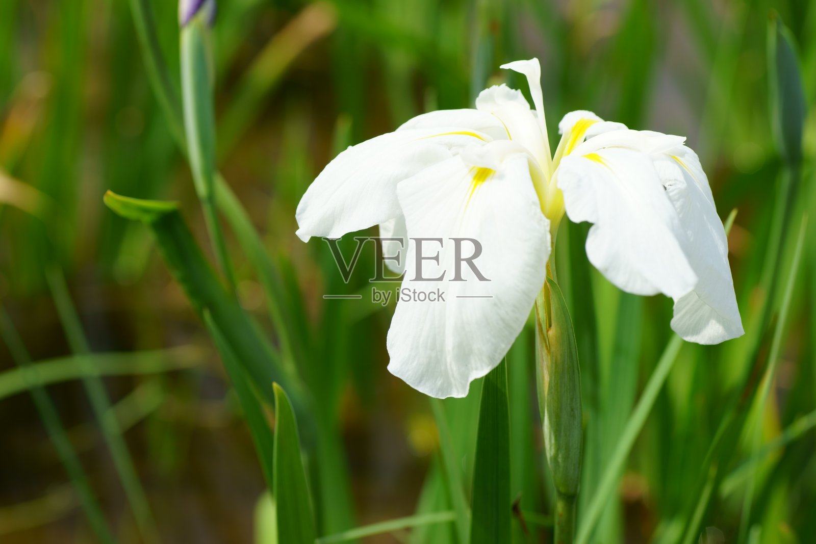虹膜照片摄影图片