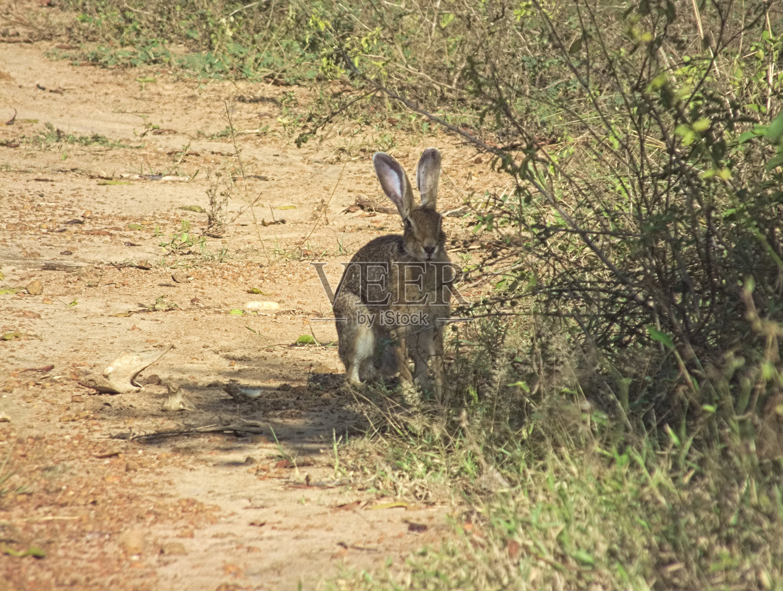黑枕兔或印度兔(黑枕兔)照片摄影图片