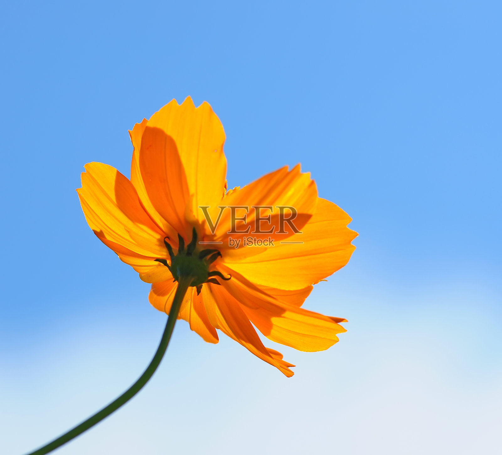 美丽的黄色的花照片摄影图片