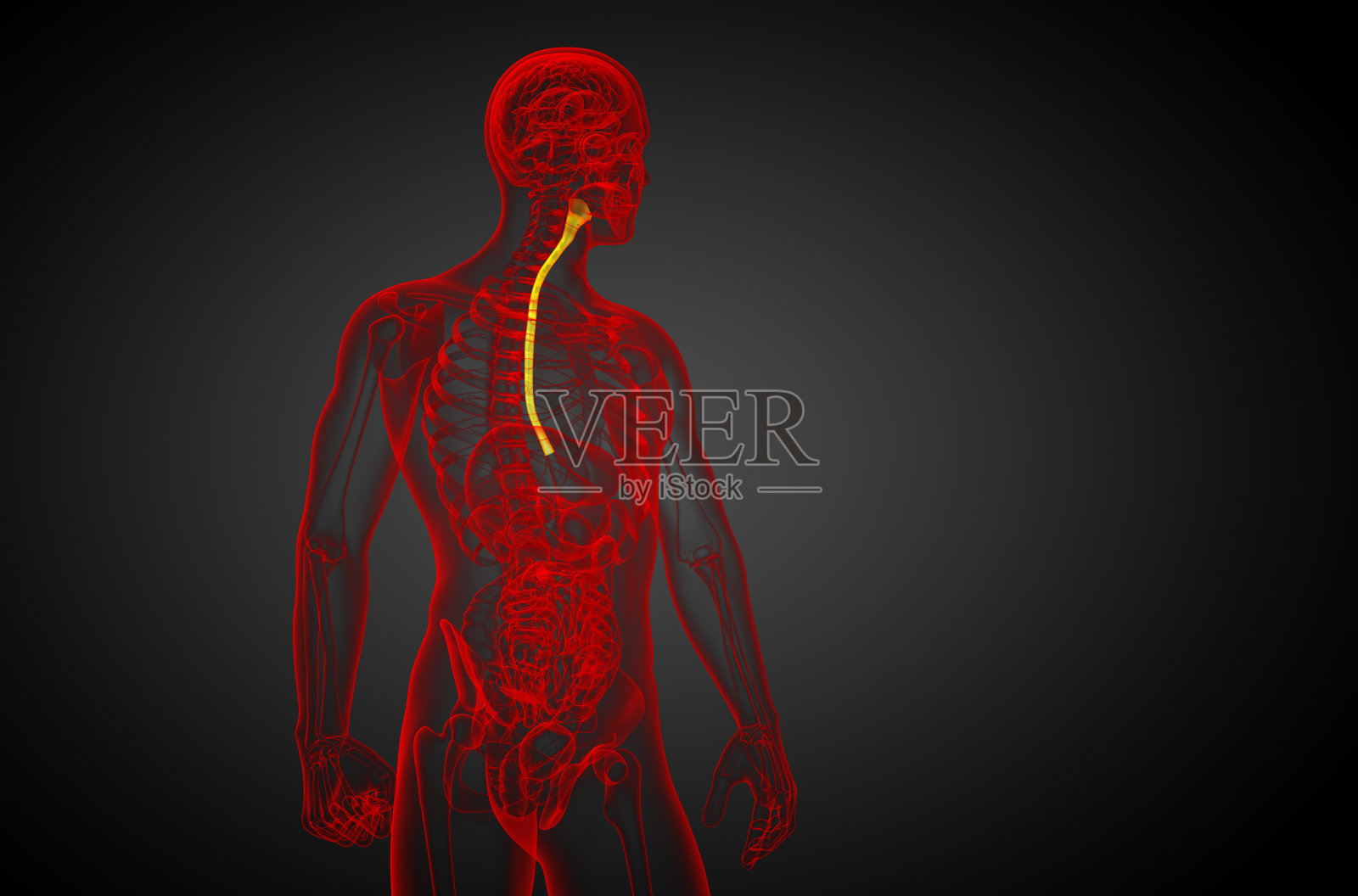 食道的3d渲染图照片摄影图片