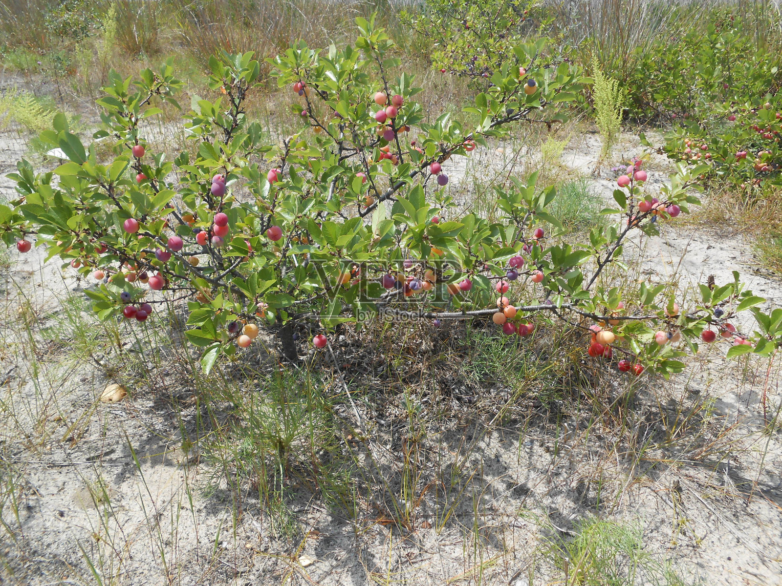 海李属植物，果实丰富。照片摄影图片