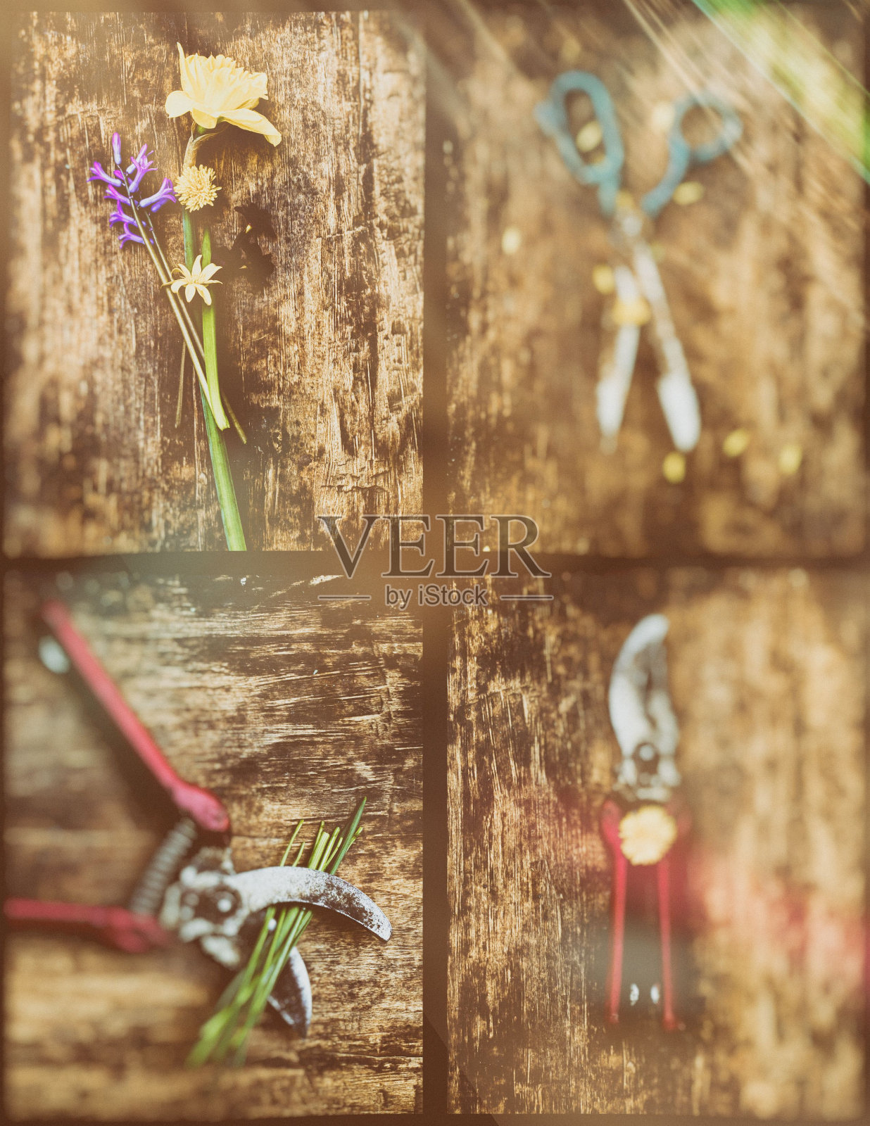 园艺工具和花。照片摄影图片