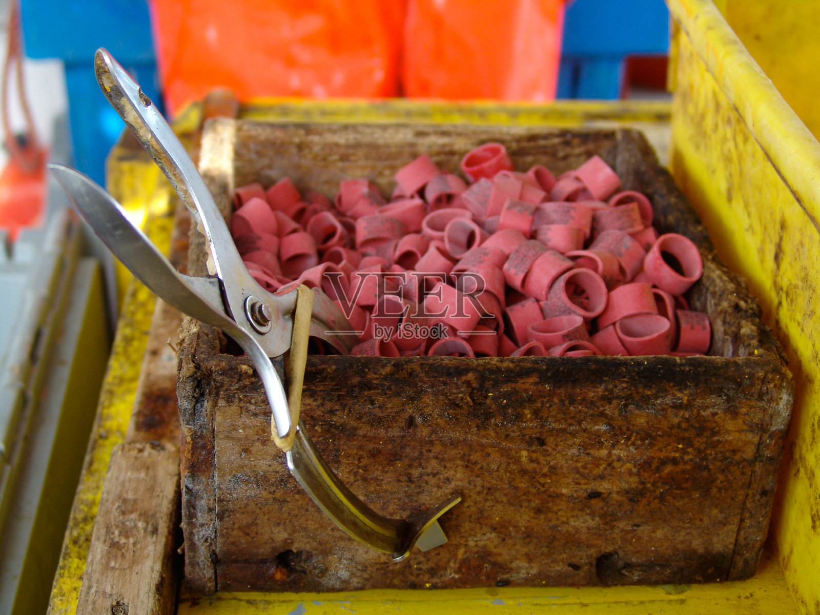 龙虾乐队和绑带照片摄影图片