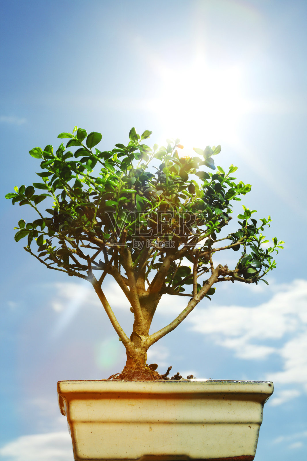 盆景照片摄影图片