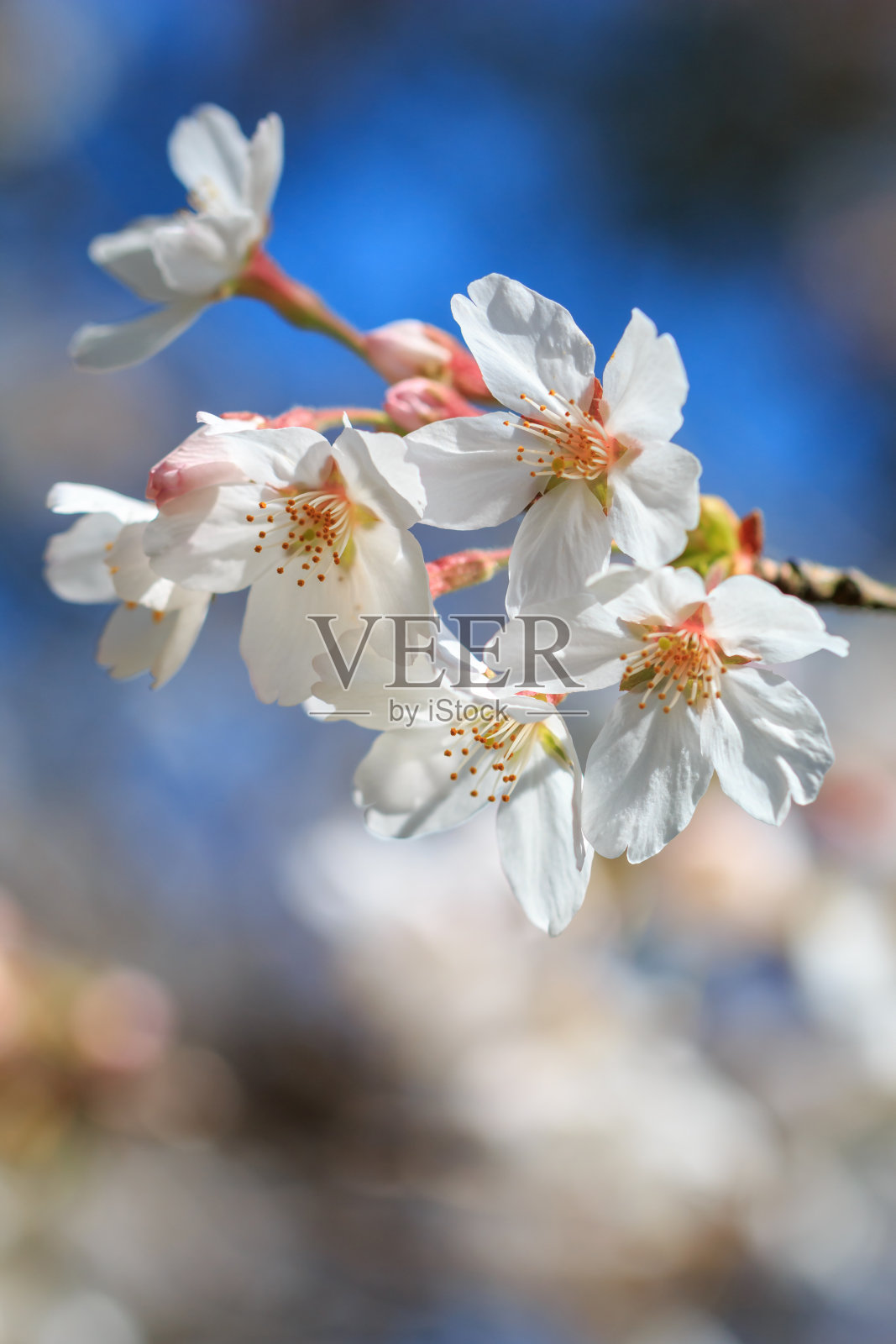 日本樱花盛开照片摄影图片