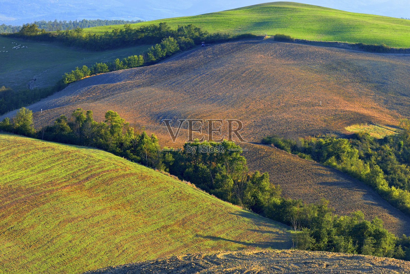 意大利托斯卡纳，农田，自然，欧盟照片摄影图片