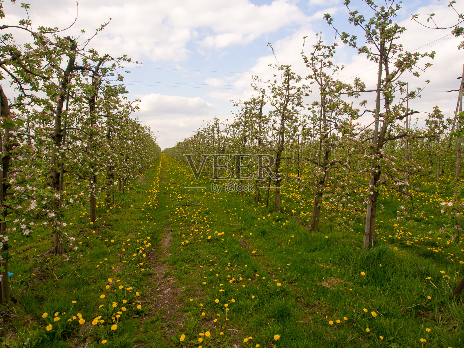 果树照片摄影图片