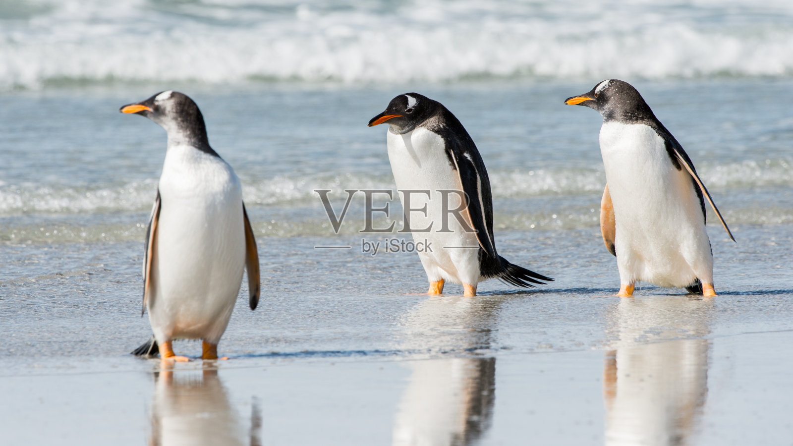 企鹅在南极照片摄影图片