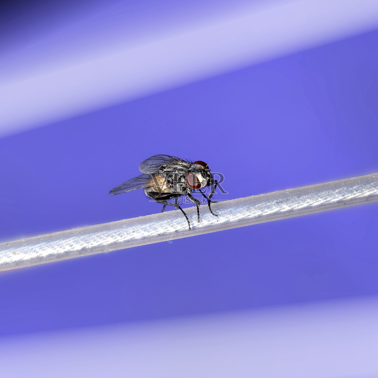 昆虫照片摄影图片