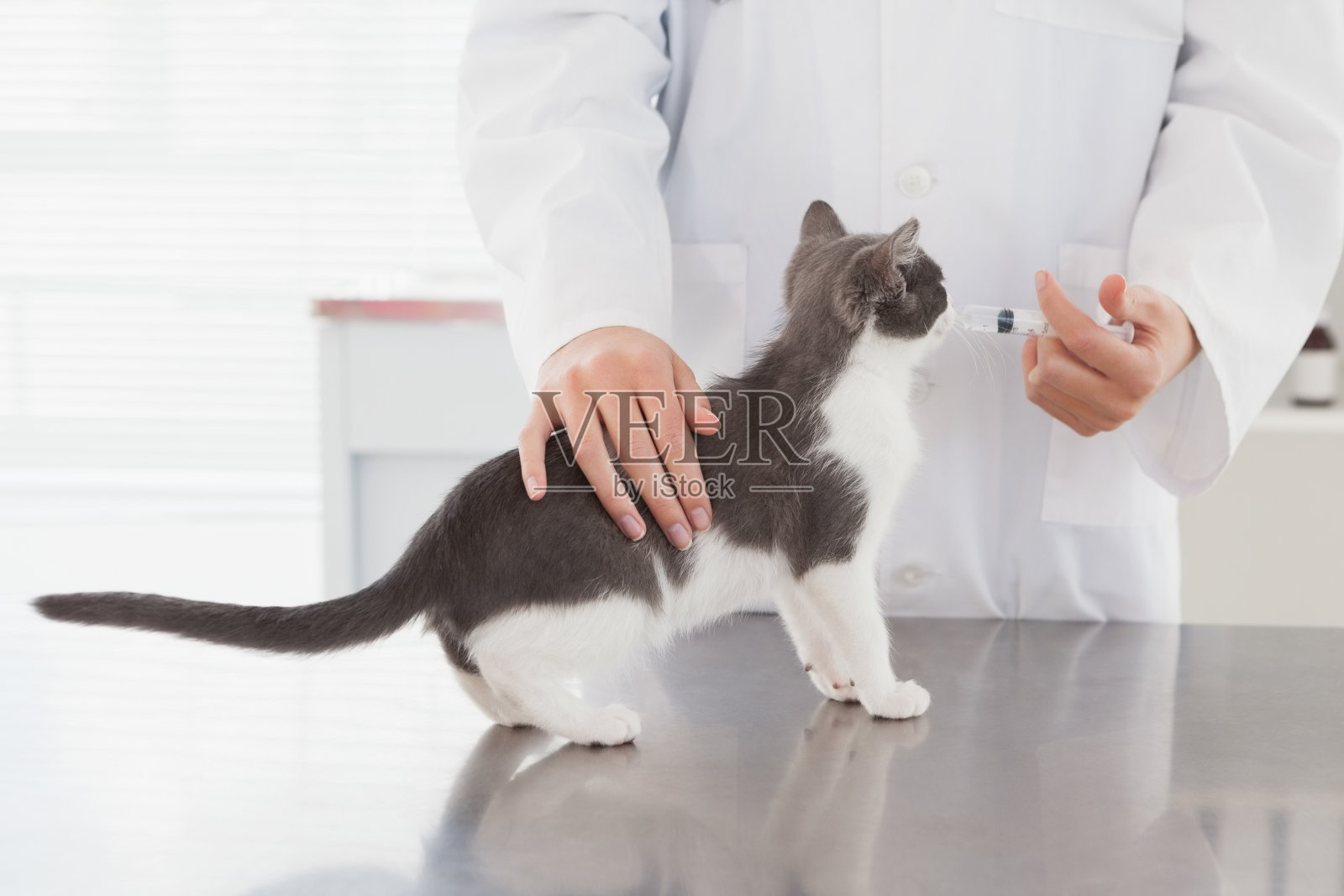 兽医在给一只可爱的小猫打针照片摄影图片