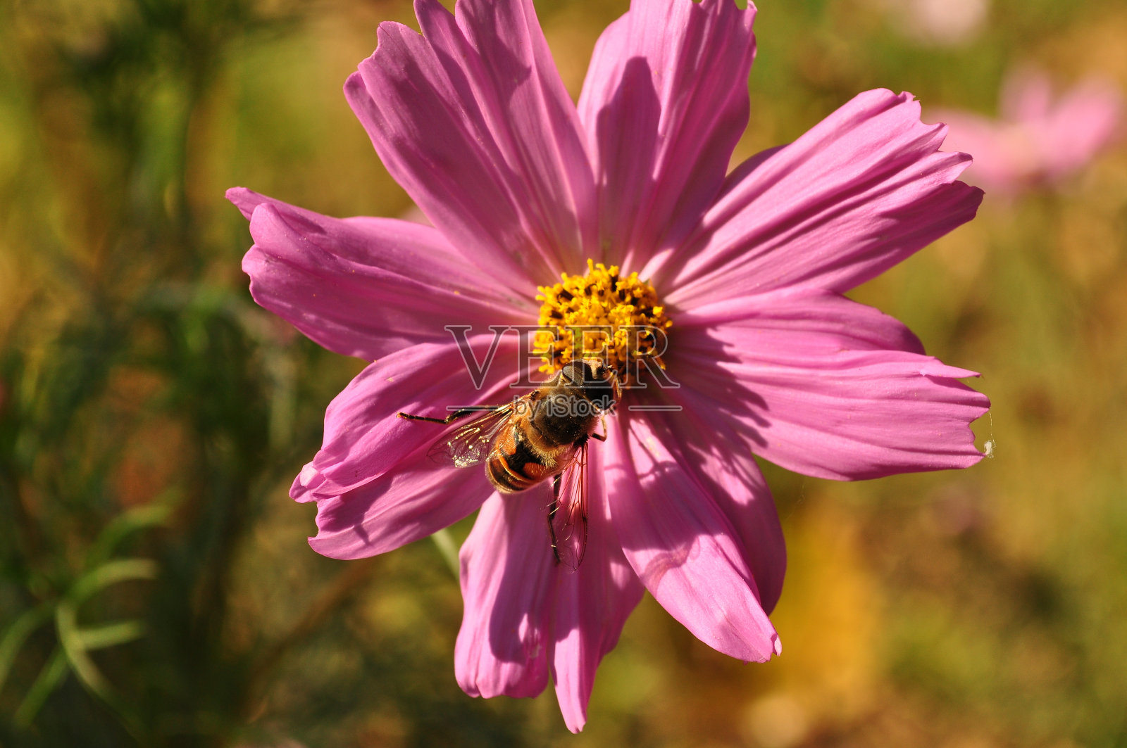 蜜蜂在花朵照片摄影图片