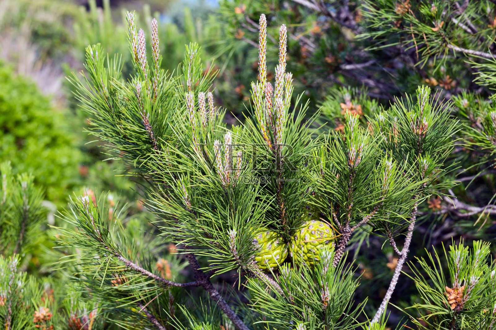 松树枝特写镜头。照片摄影图片