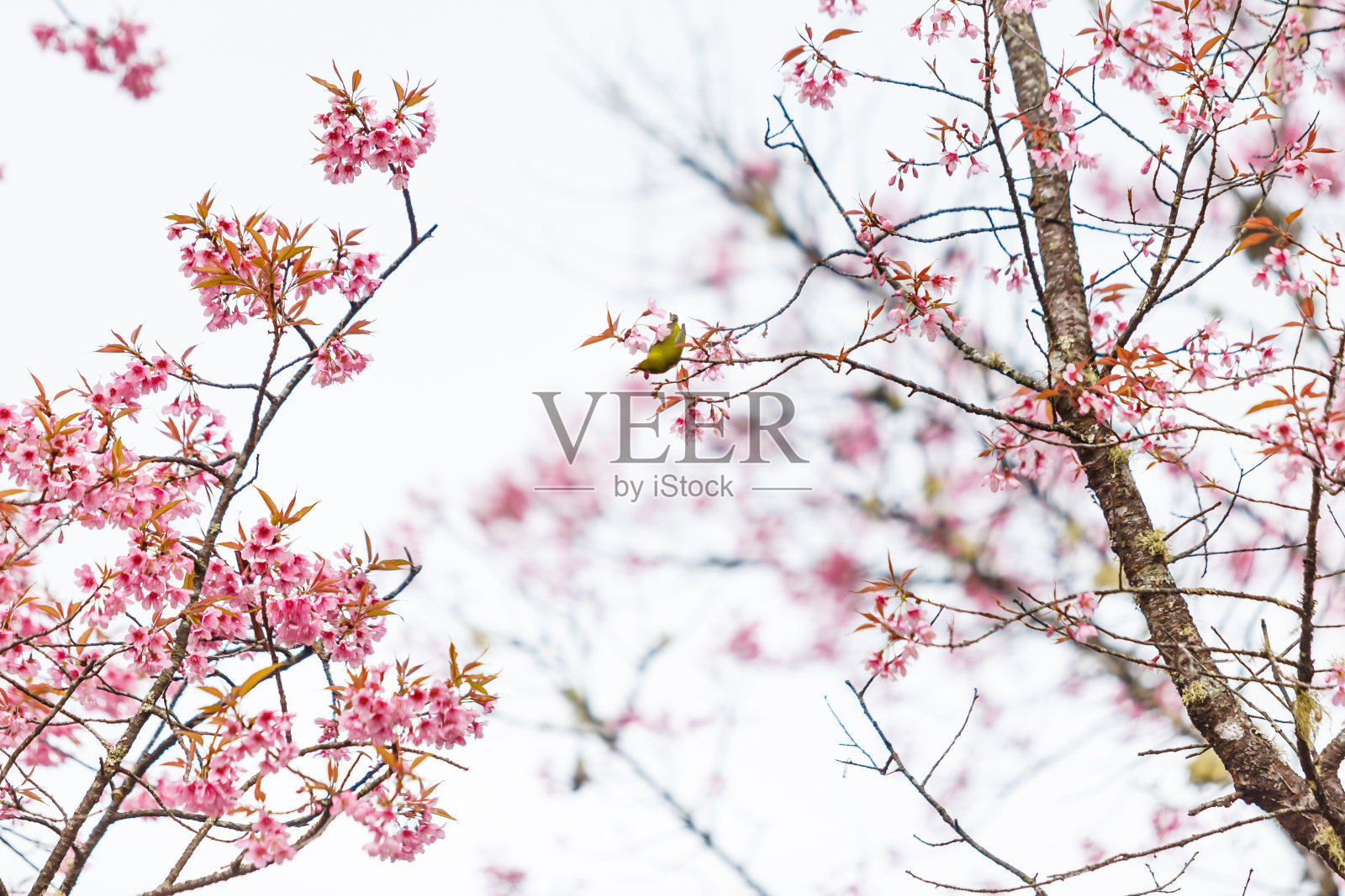 樱花和樱花上的鸟照片摄影图片