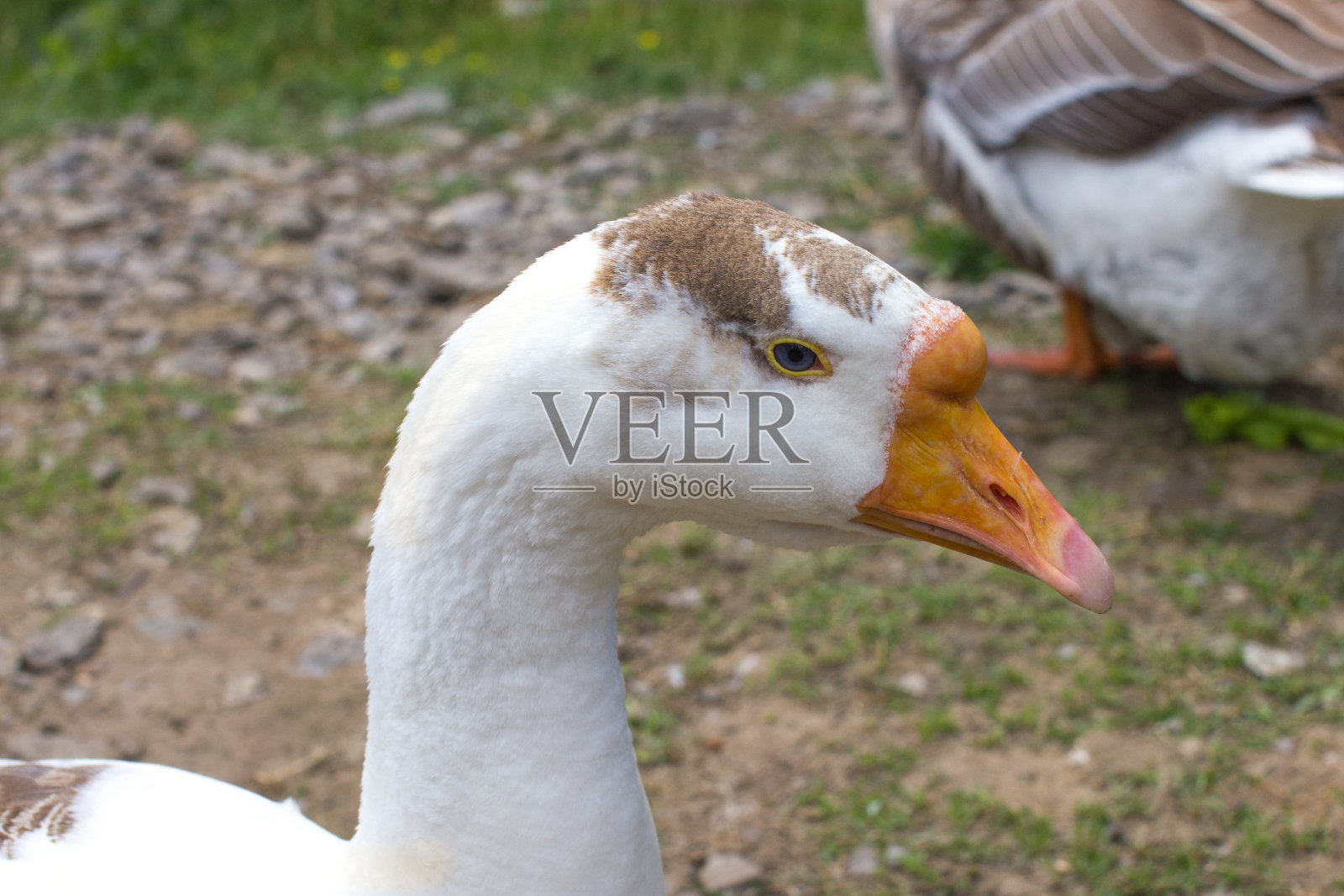 白鹅头人像照片摄影图片