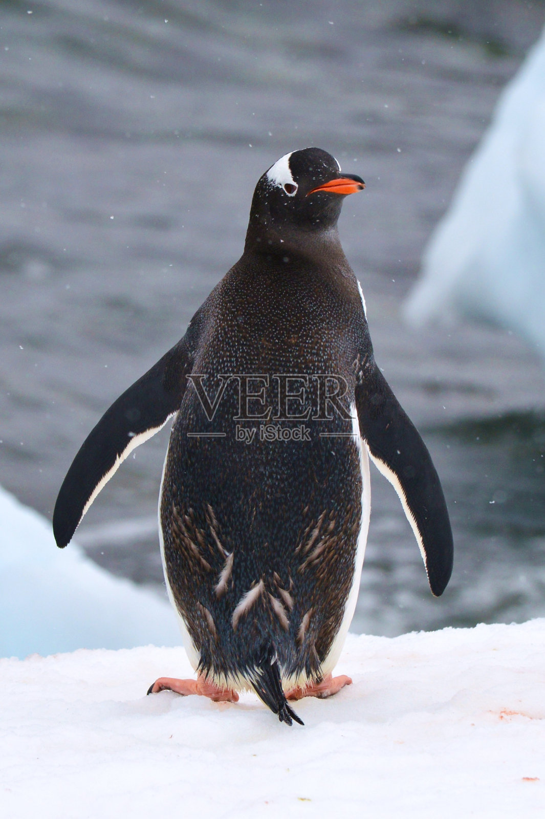 巴布亚企鹅向后看照片摄影图片