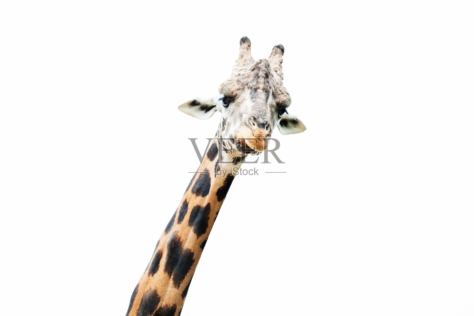 长颈鹿照片摄影图片