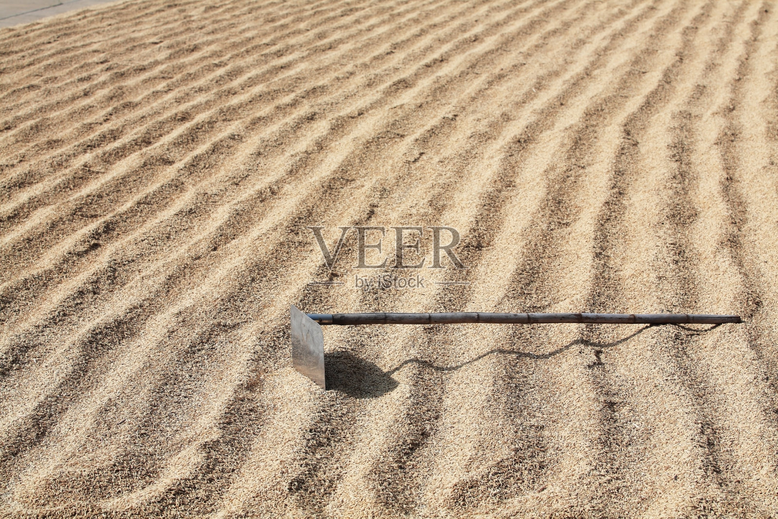 在稻田里锄地。照片摄影图片